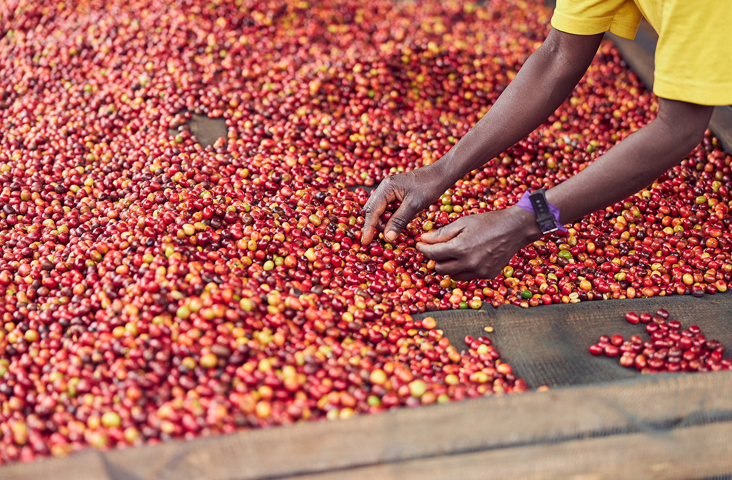 Speciality Coffee sourced-direct-beans