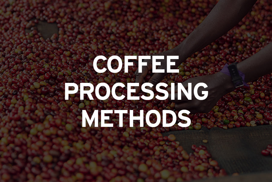 Popular Coffee Processing Methods – We Are Coffee Co.