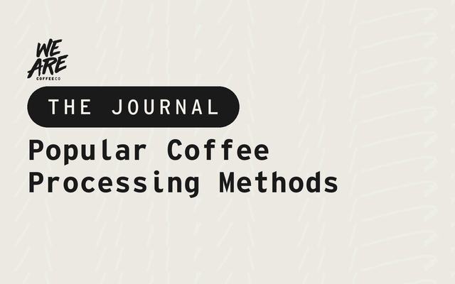 Popular Coffee Processing Methods