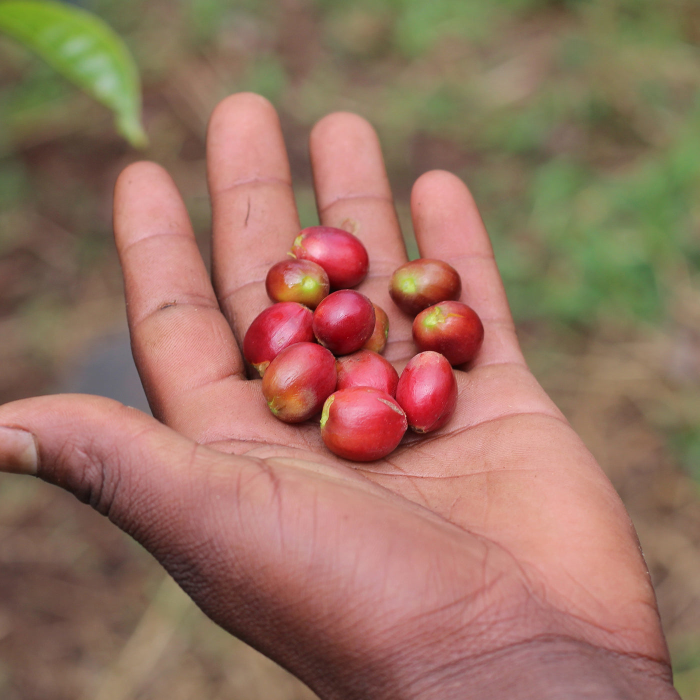 Basha Bekele - coffee origin and sourcing by We Are Coffee Co