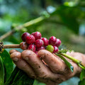 Burni Telong - coffee origin and sourcing by We Are Coffee Co