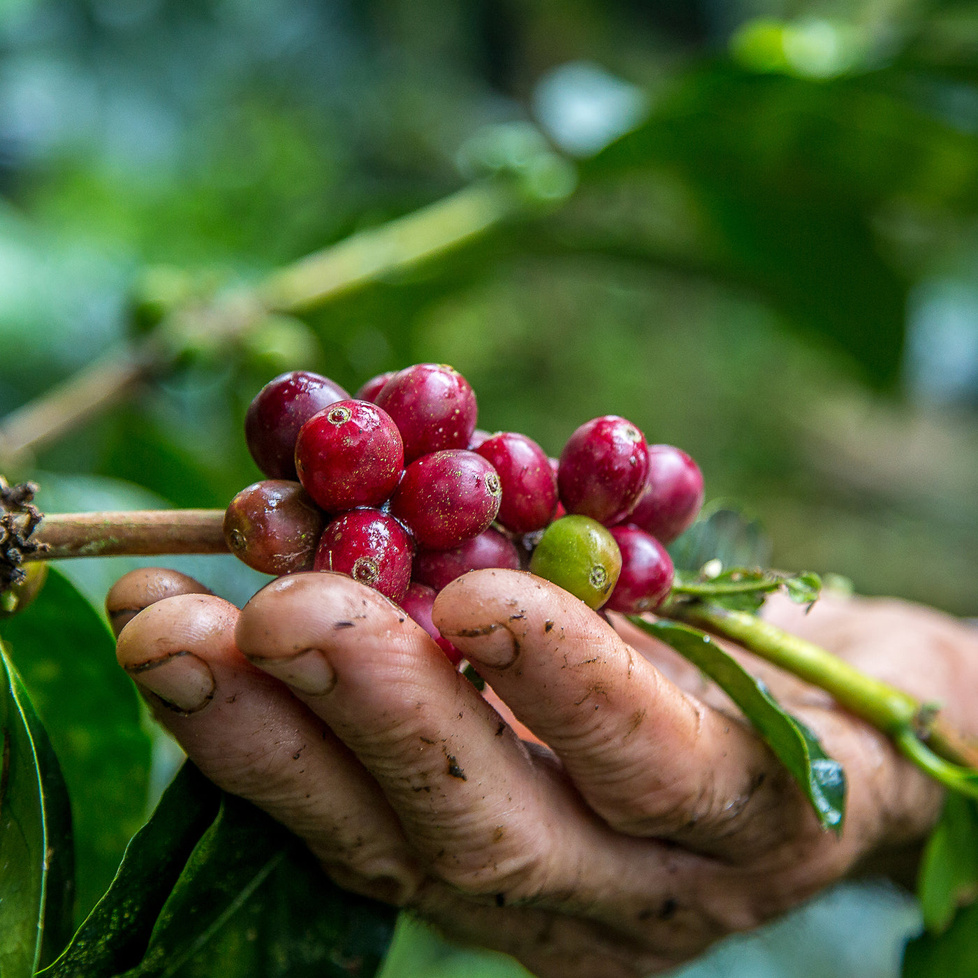 Burni Telong - coffee origin and sourcing by We Are Coffee Co