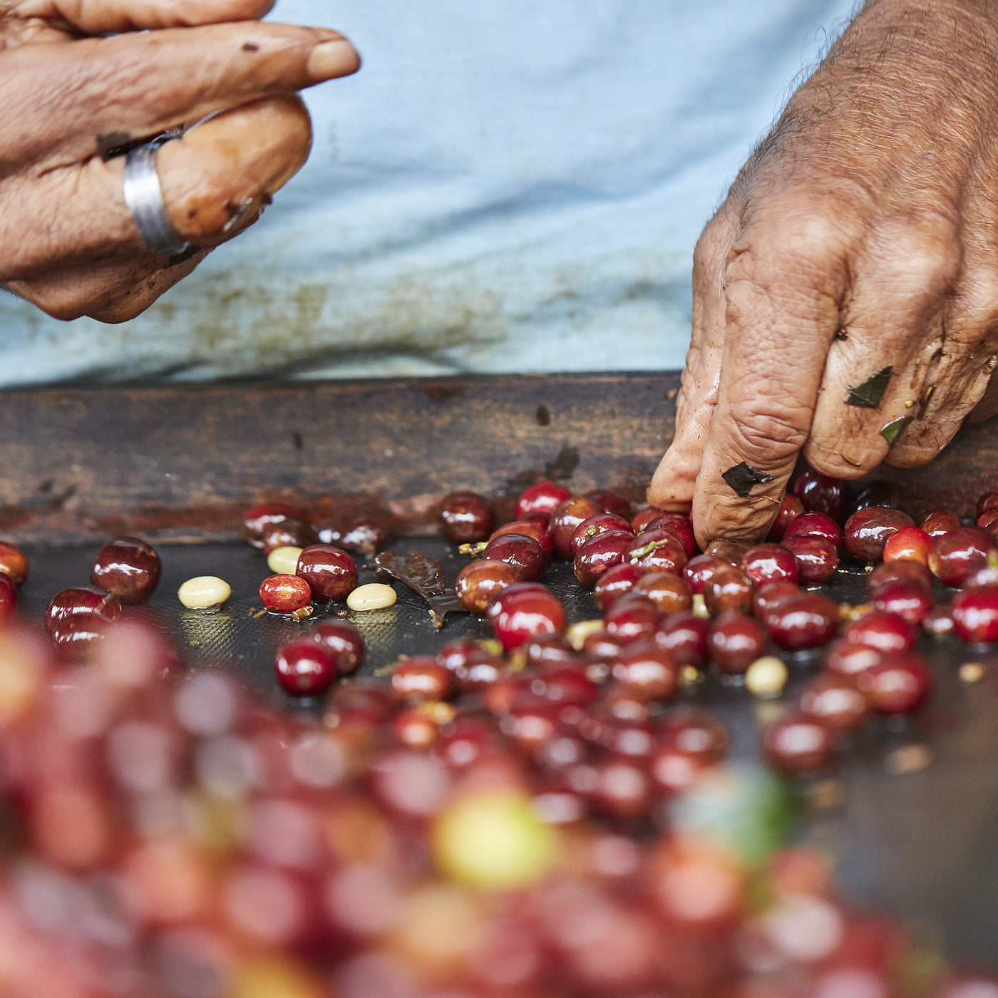 San Lorenzo Decaf - coffee origin and sourcing by We Are Coffee Co